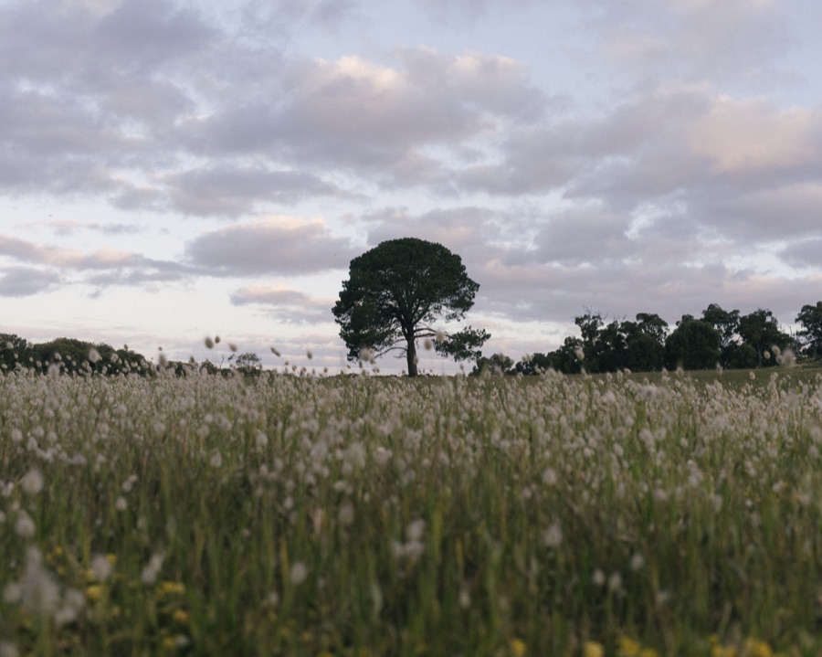 A lone tree above pale grasses beneath a clouded sky