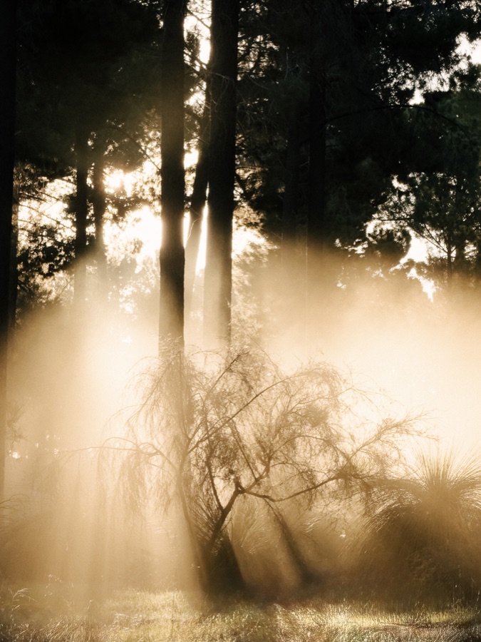 Golden sunlight passing through trees at Pinjar