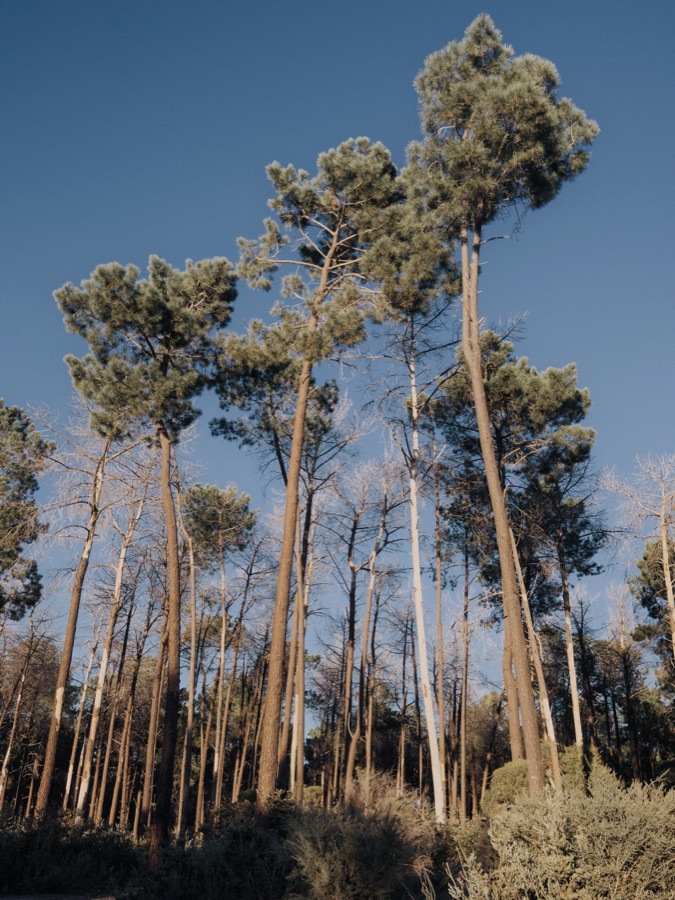 Tall trees reaching into a clear blue sky