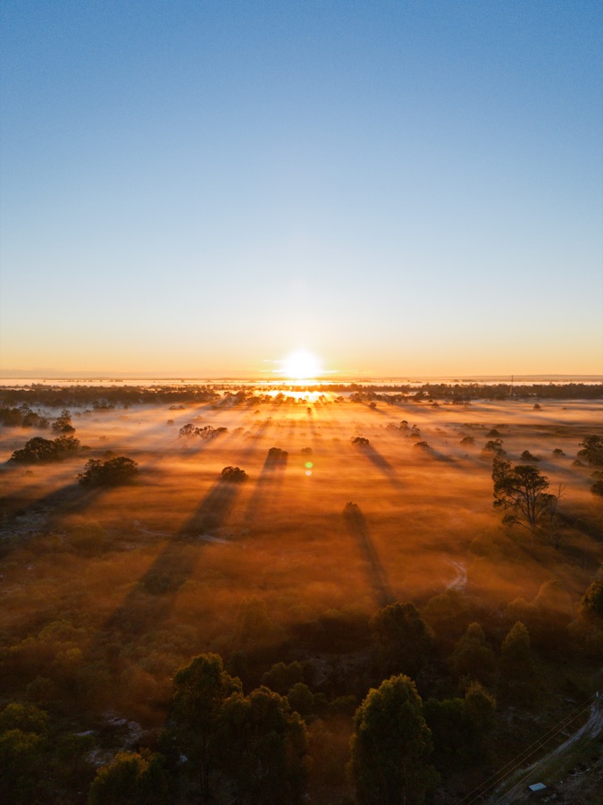 Sunrise casting long shadows over a foggy stand of trees